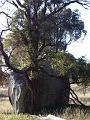 Eucalypt in front of granite boulder, Yarrowyck IMGP9787